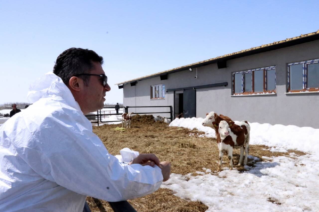 Erzurum'da koyun kanından tıbbi laboratuvarlarda kullanılacak materyal üretilecek