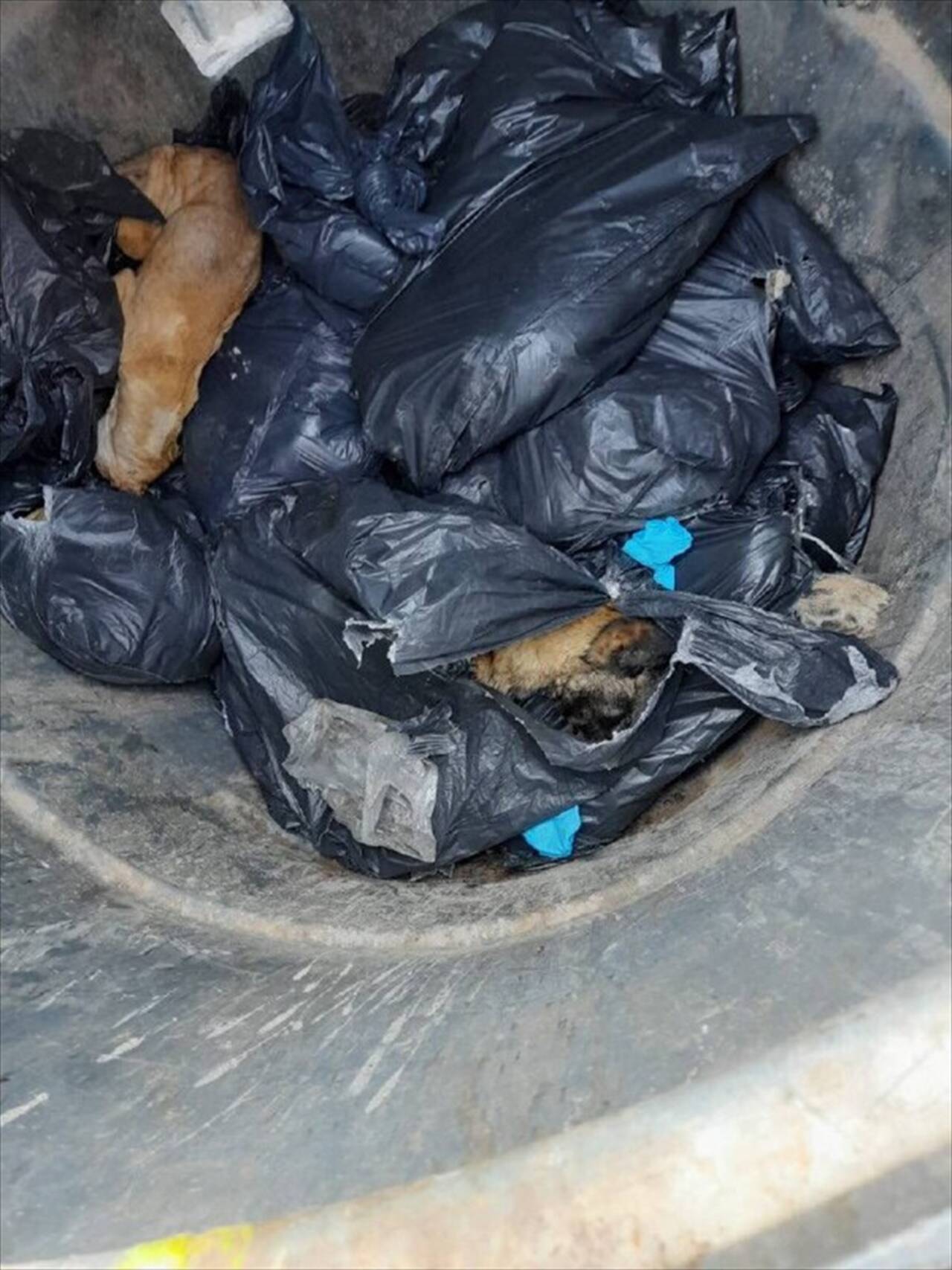 GÜNCELLEME - Beykoz'da çöp konteynerinde 19 ölü köpek bulundu