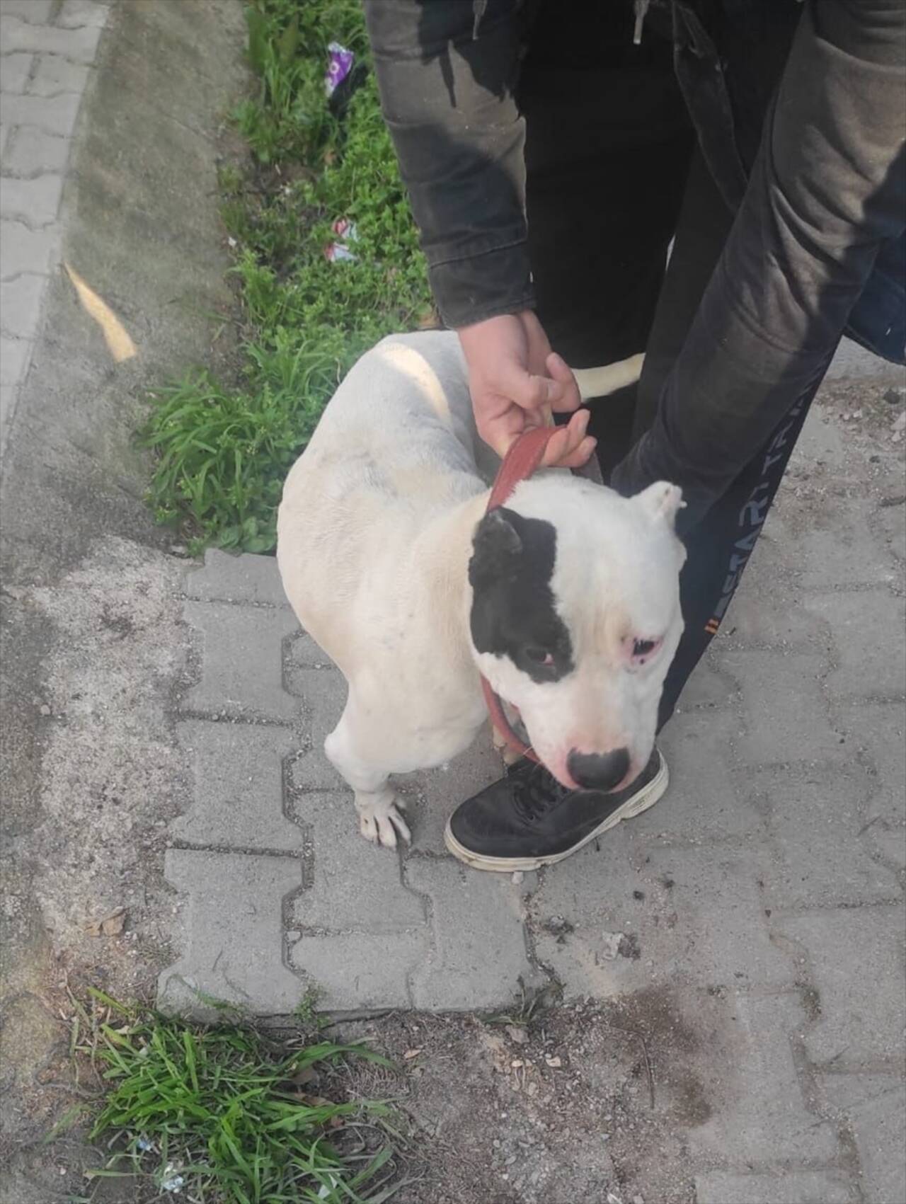 Hatay'da evinde 5 yasaklı ırk köpek bulunan kişiye 74 bin 910 lira ceza