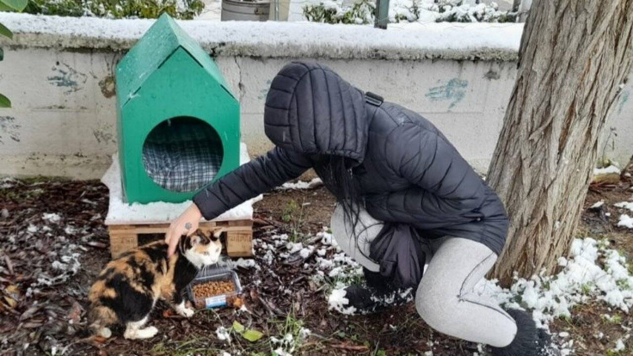 Kocaeli İzmit Belediyesi, kar nedeniyle ağaçta mahsur kalan kediyi kurtardı