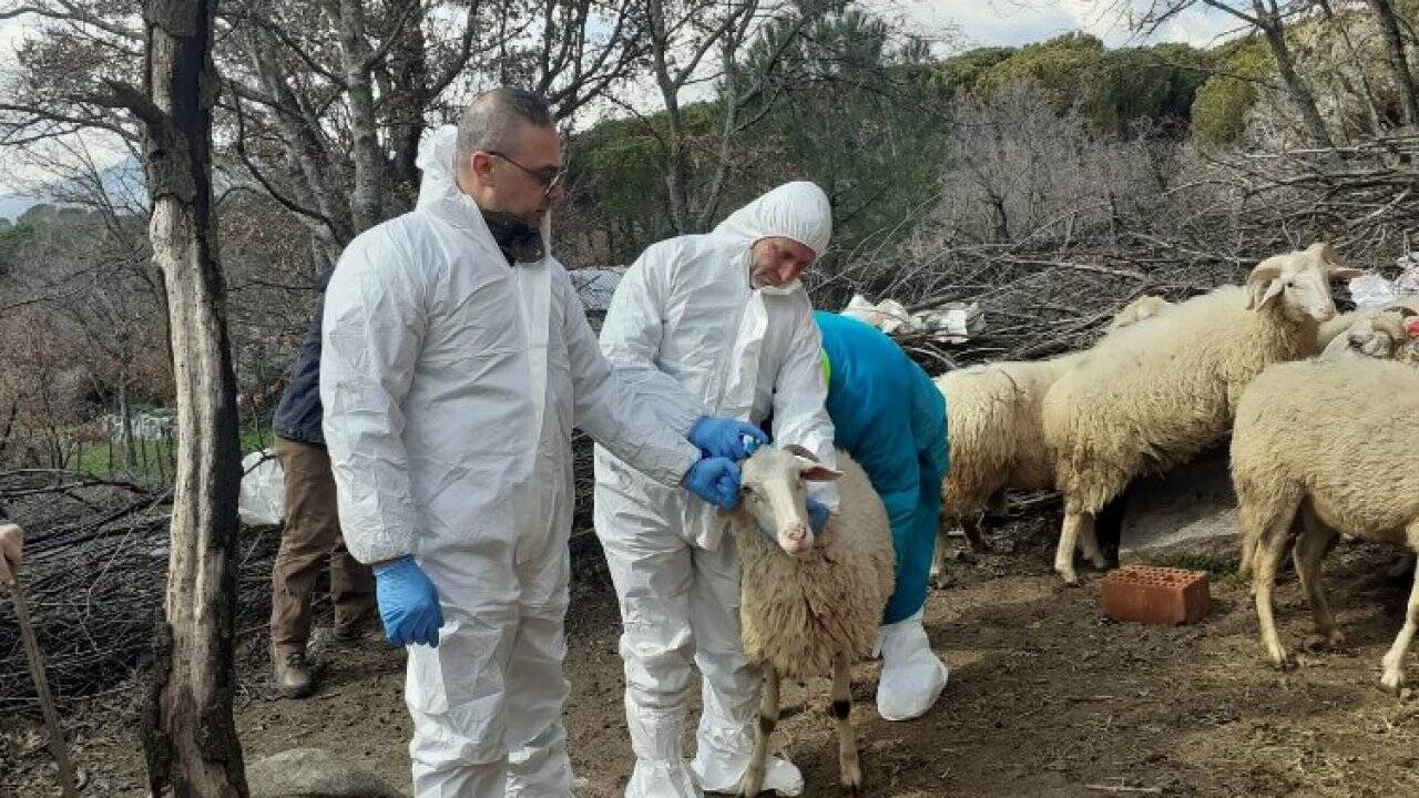 İzmit Belediyesi'nden yüzde yüz hibeli küçükbaş hayvan desteği!