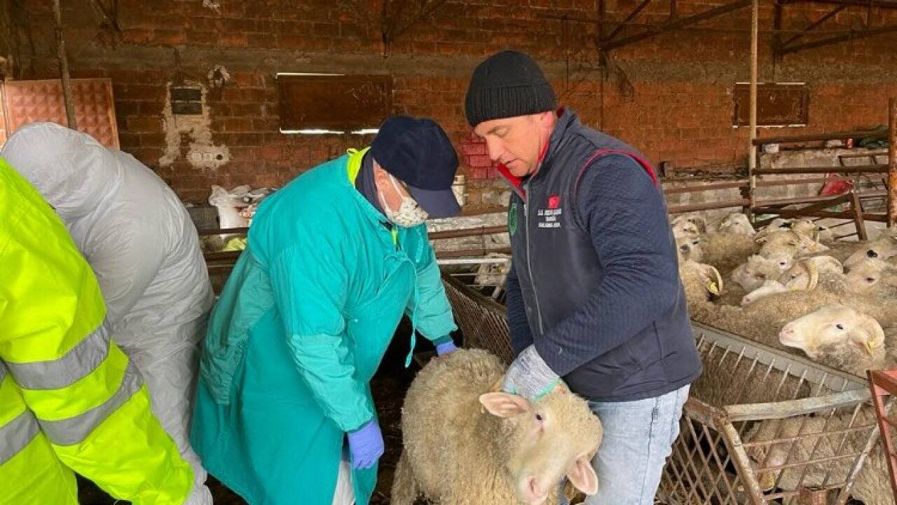 Kocaeli İzmit Belediyesinin küçükbaş hayvan desteğinde başvurular yarın başlıyor