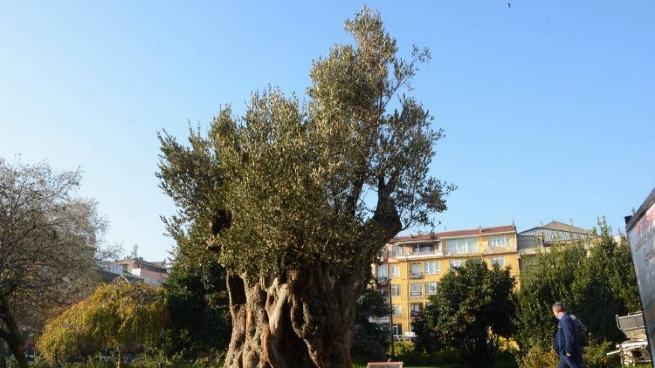 Kocaeli İzmit'te zeytinliklere sahip çıkılıyor