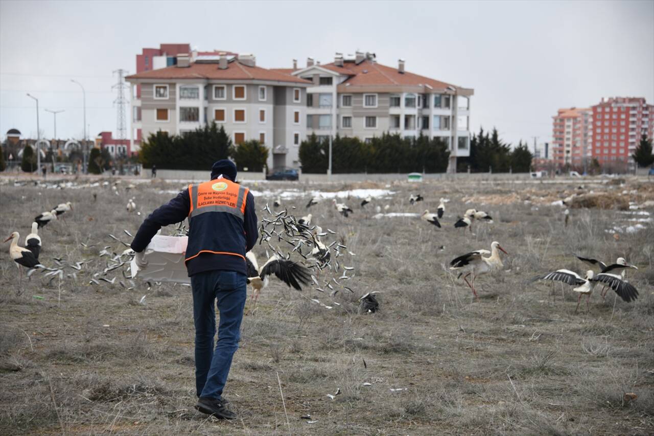 Konya'ya inen leylekler belediye ekiplerince balıkla besleniyor