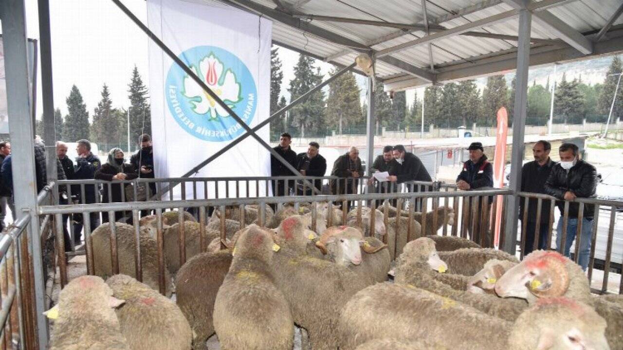 Manisa Büyükşehir’den hayvan üreticisine büyük destek