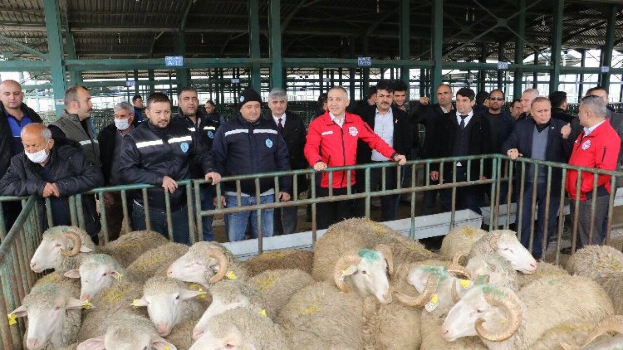 Manisa'da üreticilere damızlık koç desteği sürüyor