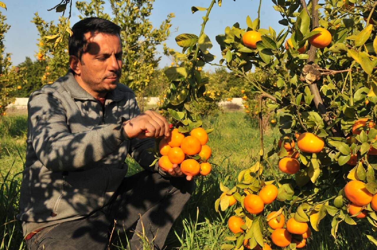 Mersin'de 7 mandalina çeşidi geliştirildi