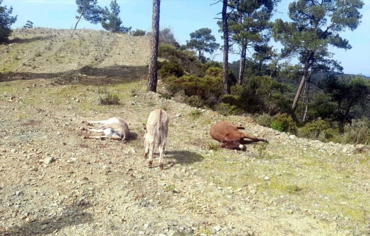 Muğla'da boş arazide silahla vurulmuş iki eşeğin ölüsü bulundu