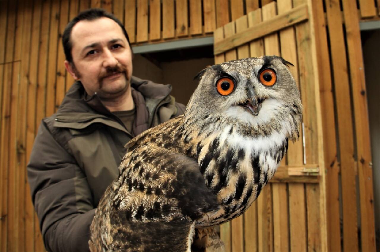 Sinop'taki merkez 4 yılda 1050 yaban hayvanına ev sahipliği yaptı