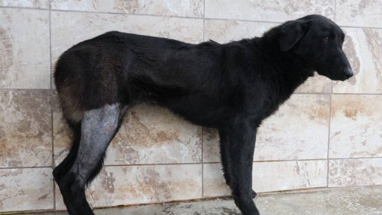 Yaralı köpek Patilik ile hayata bağlandı