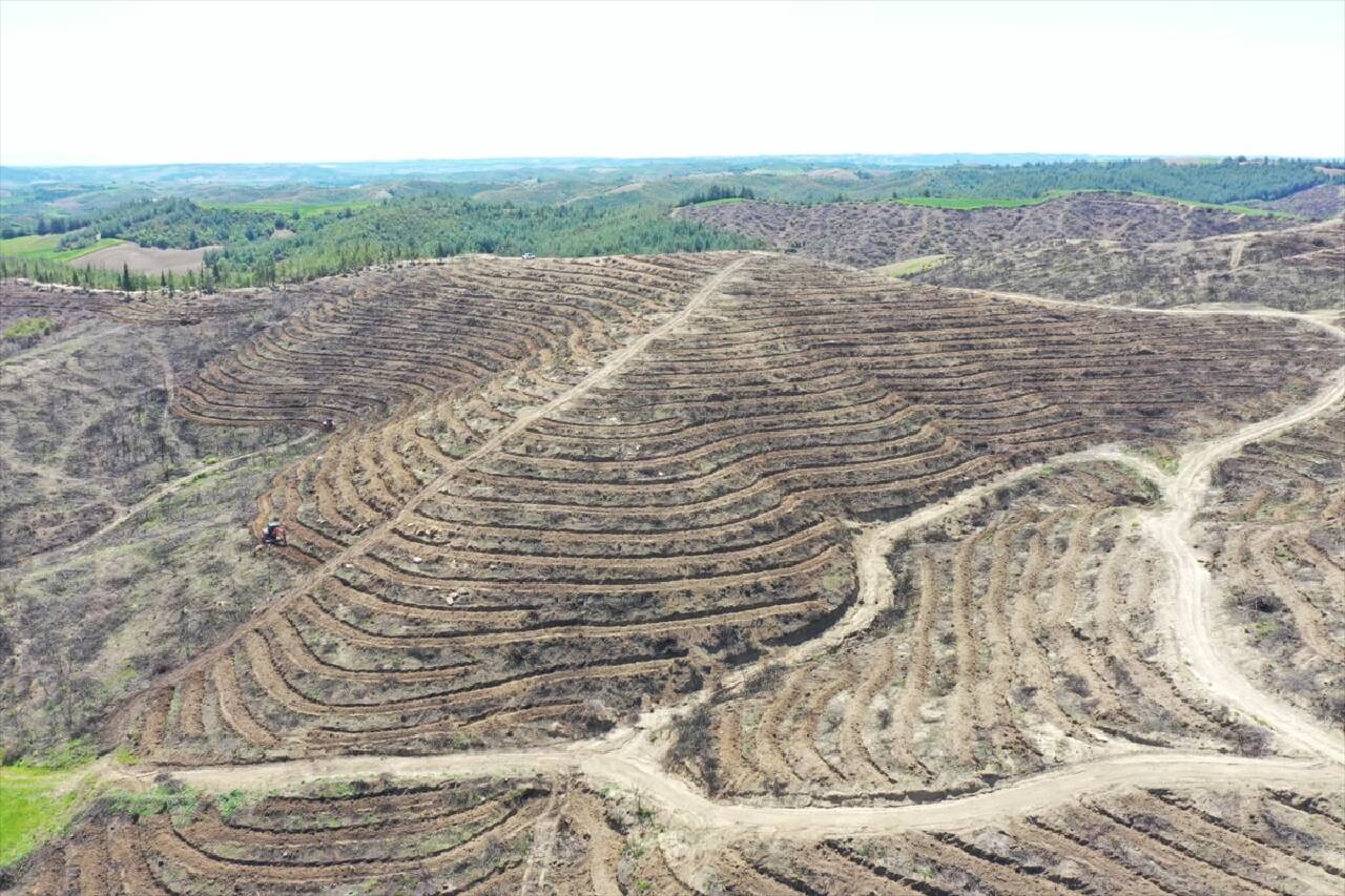 ADANA - Yanan ormanlık alanlarda ağaçlandırma çalışması sürüyor