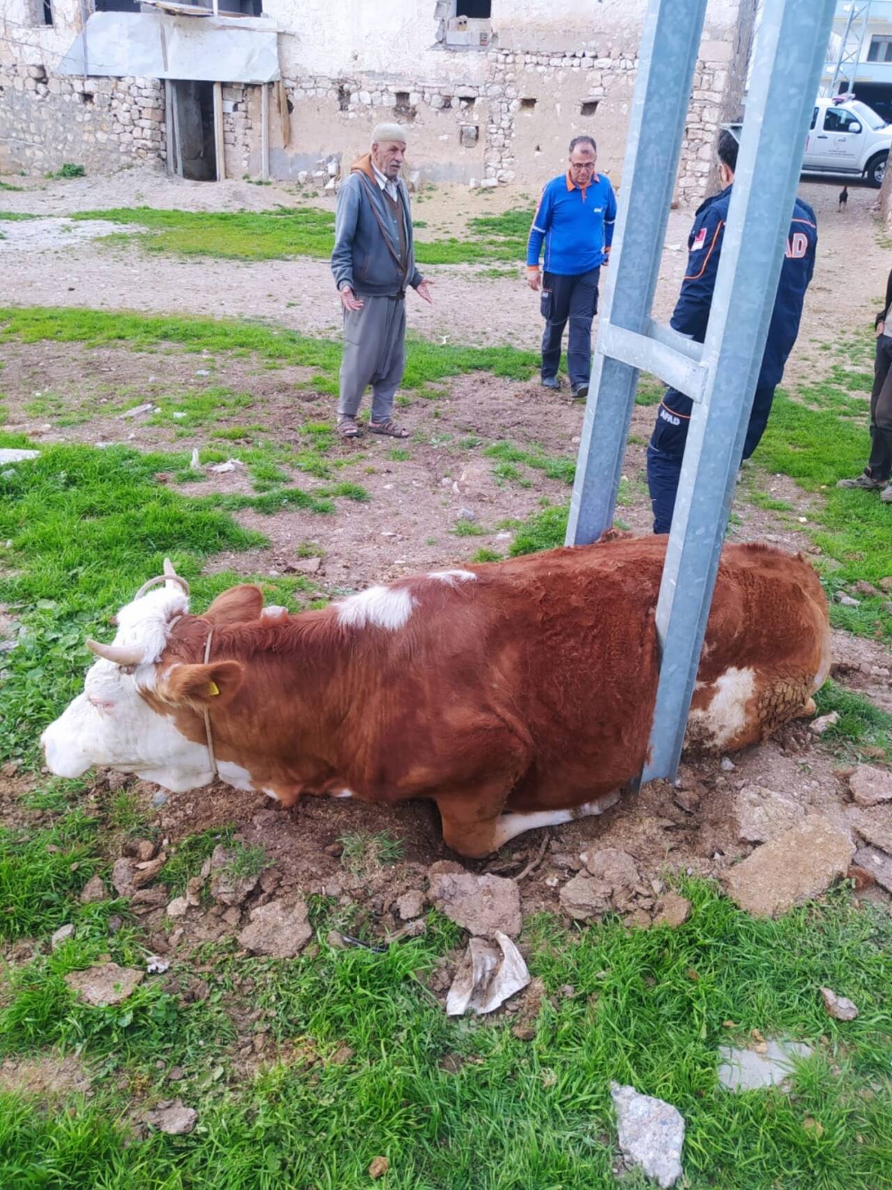 Adıyaman'da elektrik direğine sıkışan inek kurtarıldı