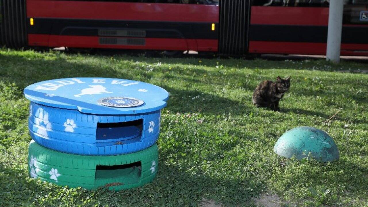 Bursa'da eski lastikler 'kedi evi' oldu