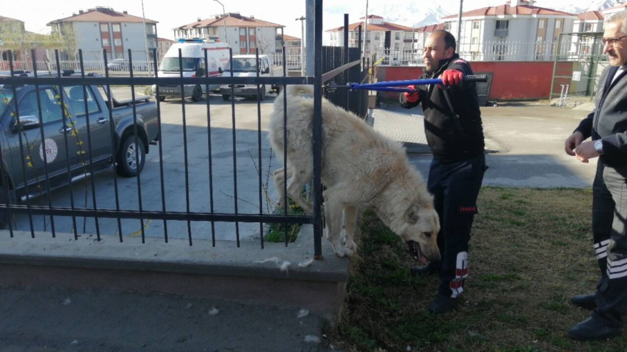 Erzincan'da demir parmaklıklara sıkışan köpek kurtarıldı