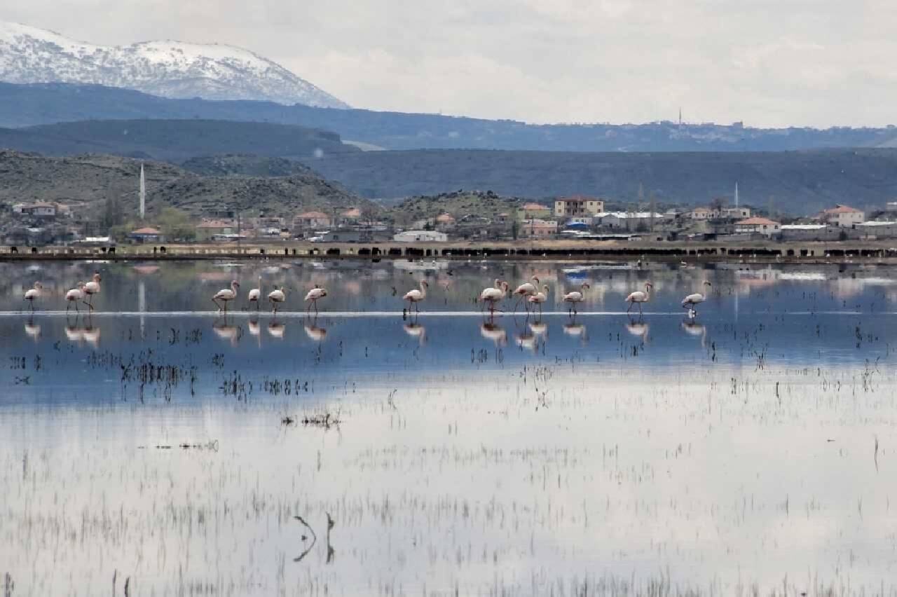 Flamingolar Kayseri'ye gelmeye başladı