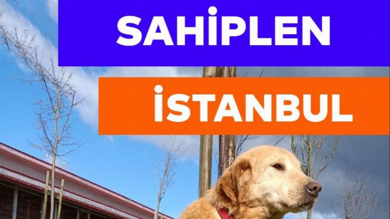 Hayvanseverler 3 Nisan'da Tepeören'de 