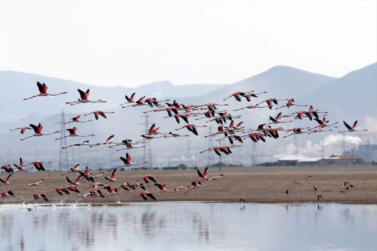 Kayseri'de flamingolar Hürmetçi Sazlığı'nı şenlendirdi