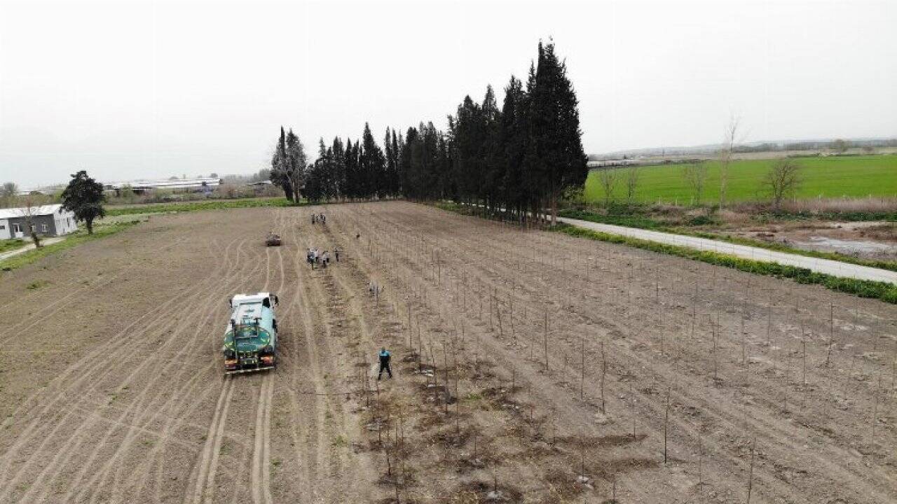 Manisa’nın akciğerlerini büyükşehir yetiştiriyor