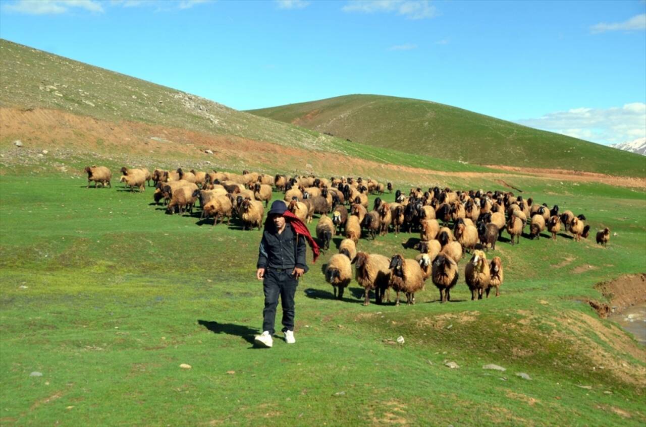 Muşlu besiciler çoban sıkıntısı yaşıyor