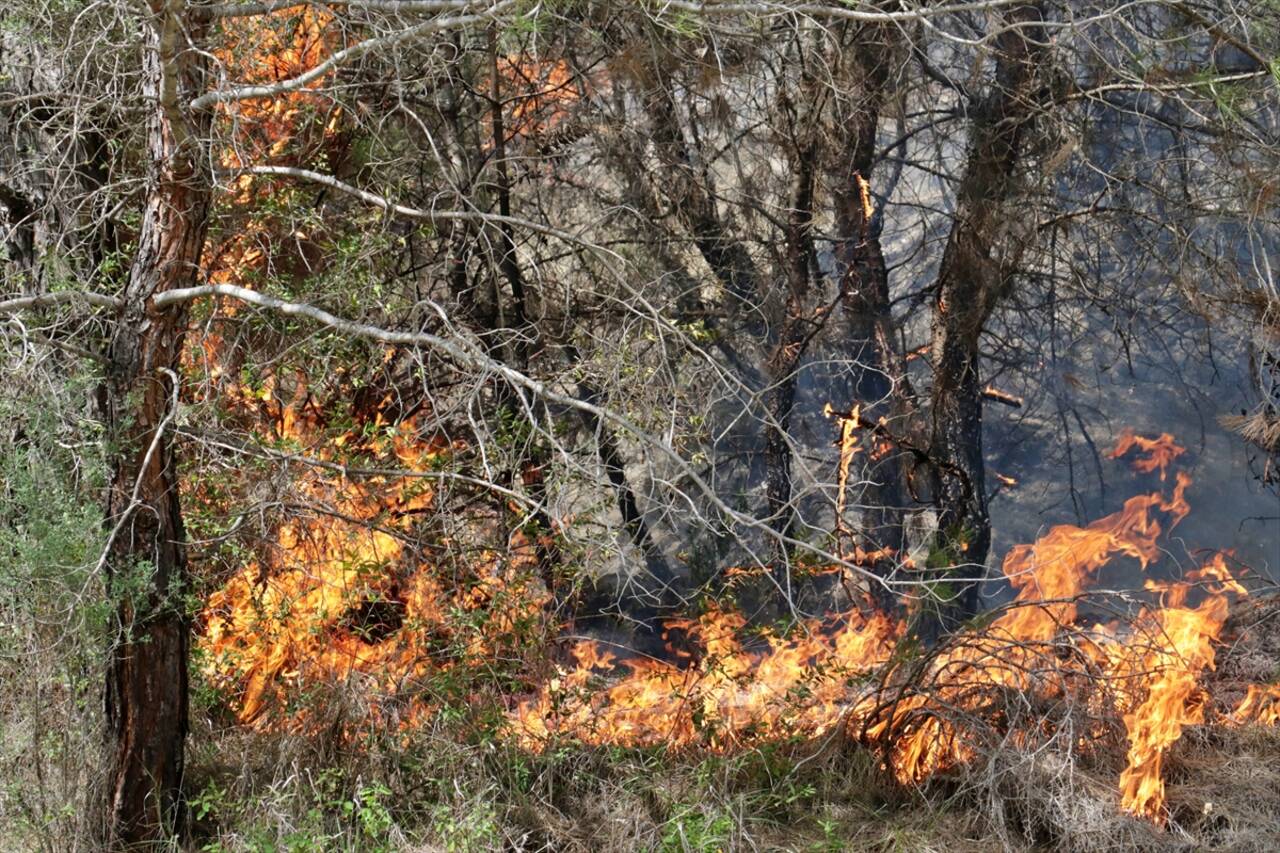 ORDU - Validen istediği ineğe kavuşan kadın mutluluk gözyaşı döktü