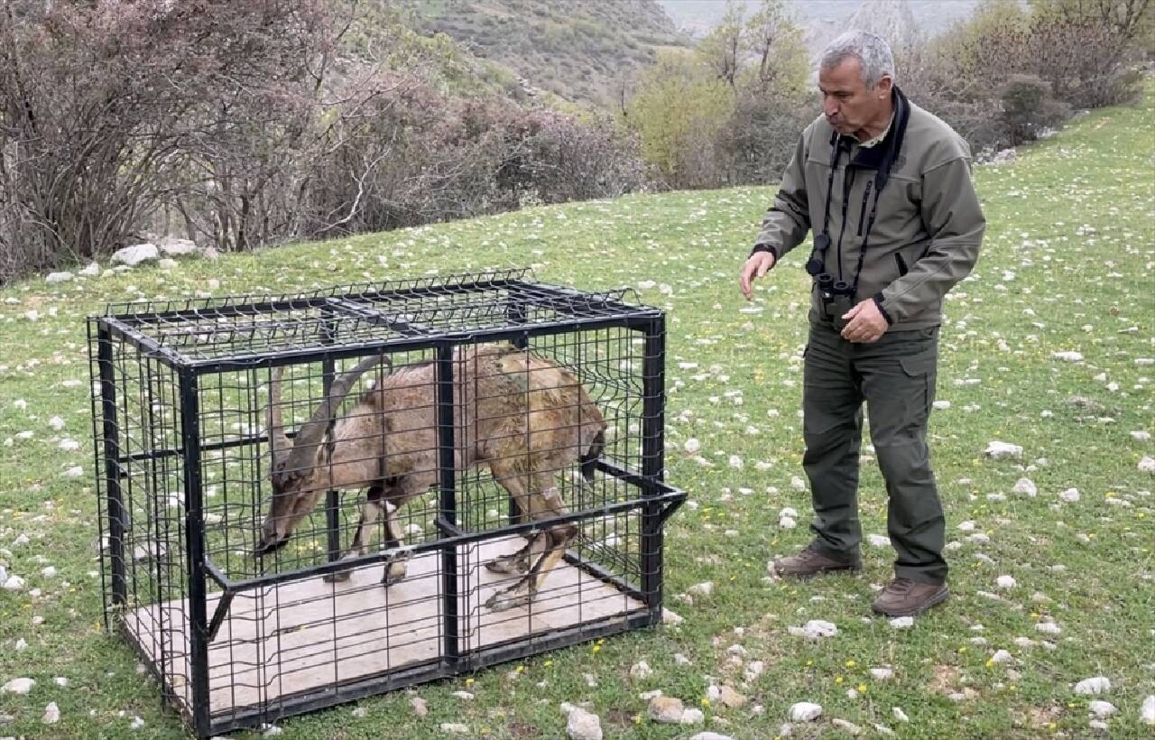 Özel bakımla yaşama tutunan dağ keçisi Adıyaman'da doğaya bırakıldı