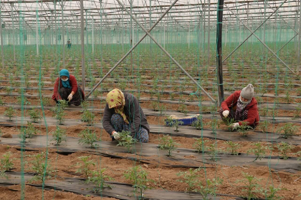 Tarım işçileri ramazan ayında da ekmek mücadelesini sürdürüyor