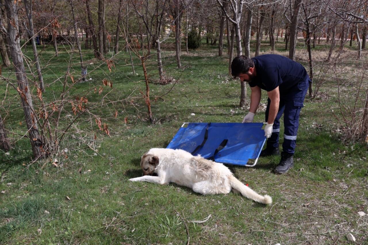 Van'da sahipsiz köpeklerin kız öğrenciye saldırması güvenlik kamerasında