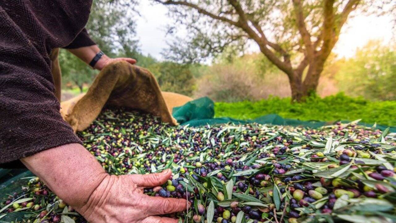 Zeytinde yeni ihracat hedefi 100 bin ton