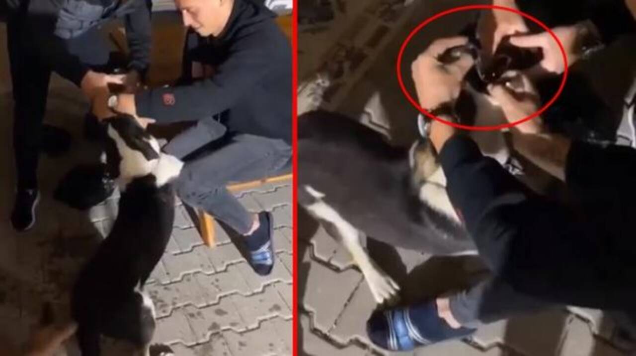 Köpeğin ağzını zorla açıp alkol içiren 3 kişi serbest kaldı!