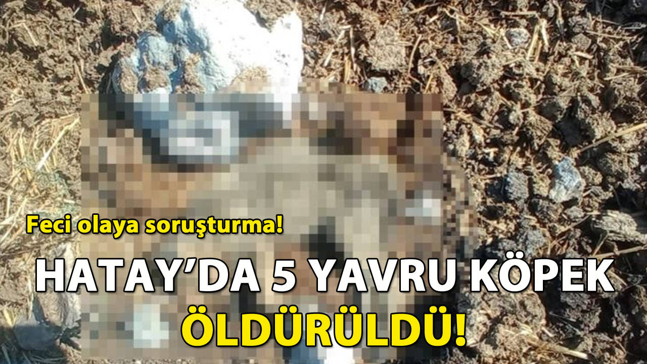 Hatay'da 5 yavru köpek öldürüldü: Soruşturma başlatıldı!