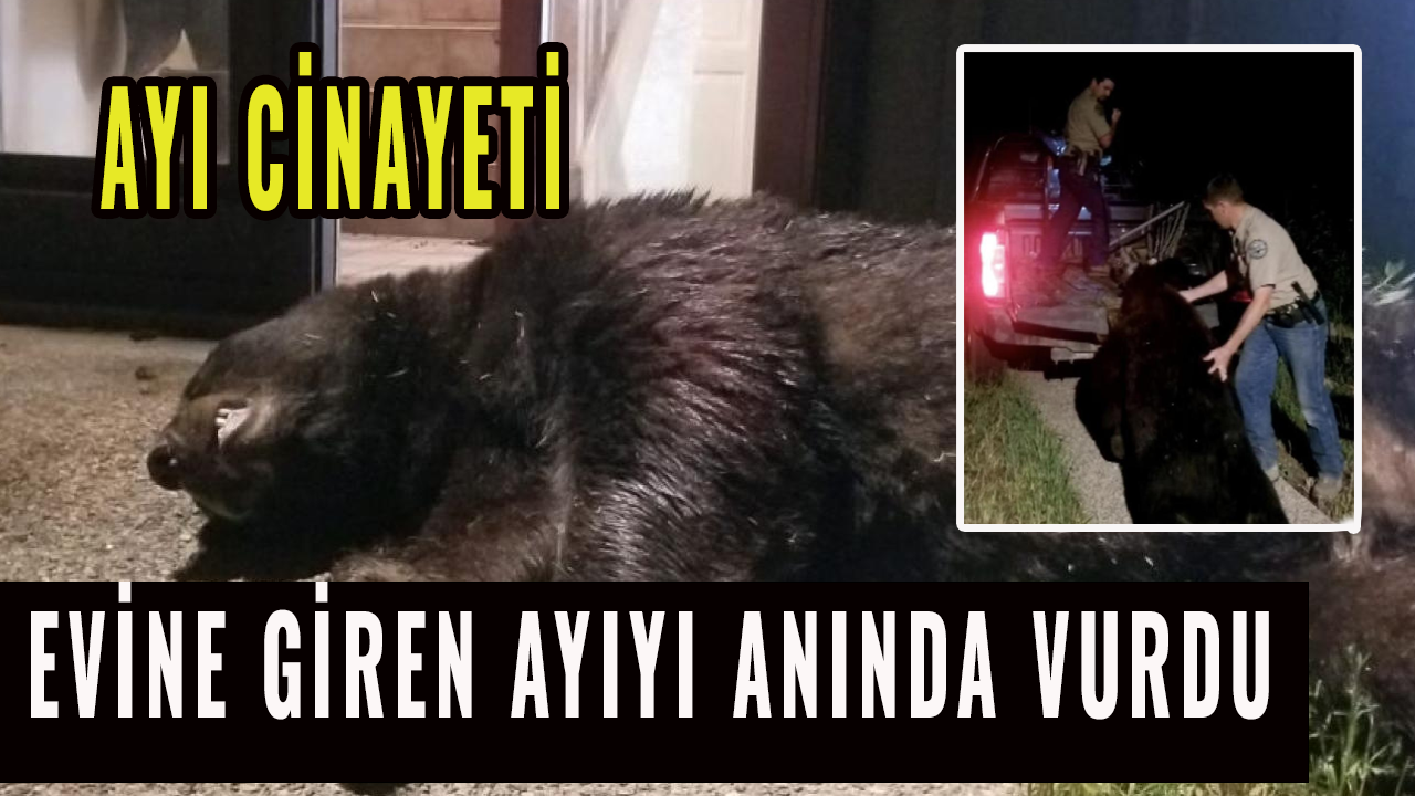 ABD'de şok ayı cinayeti: Adam anında vurdu