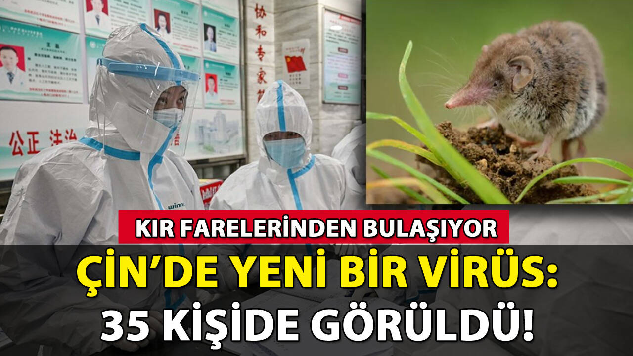 Çin'de yeni bir virüs keşfedildi: Kır farelerinden bulaşıyor!