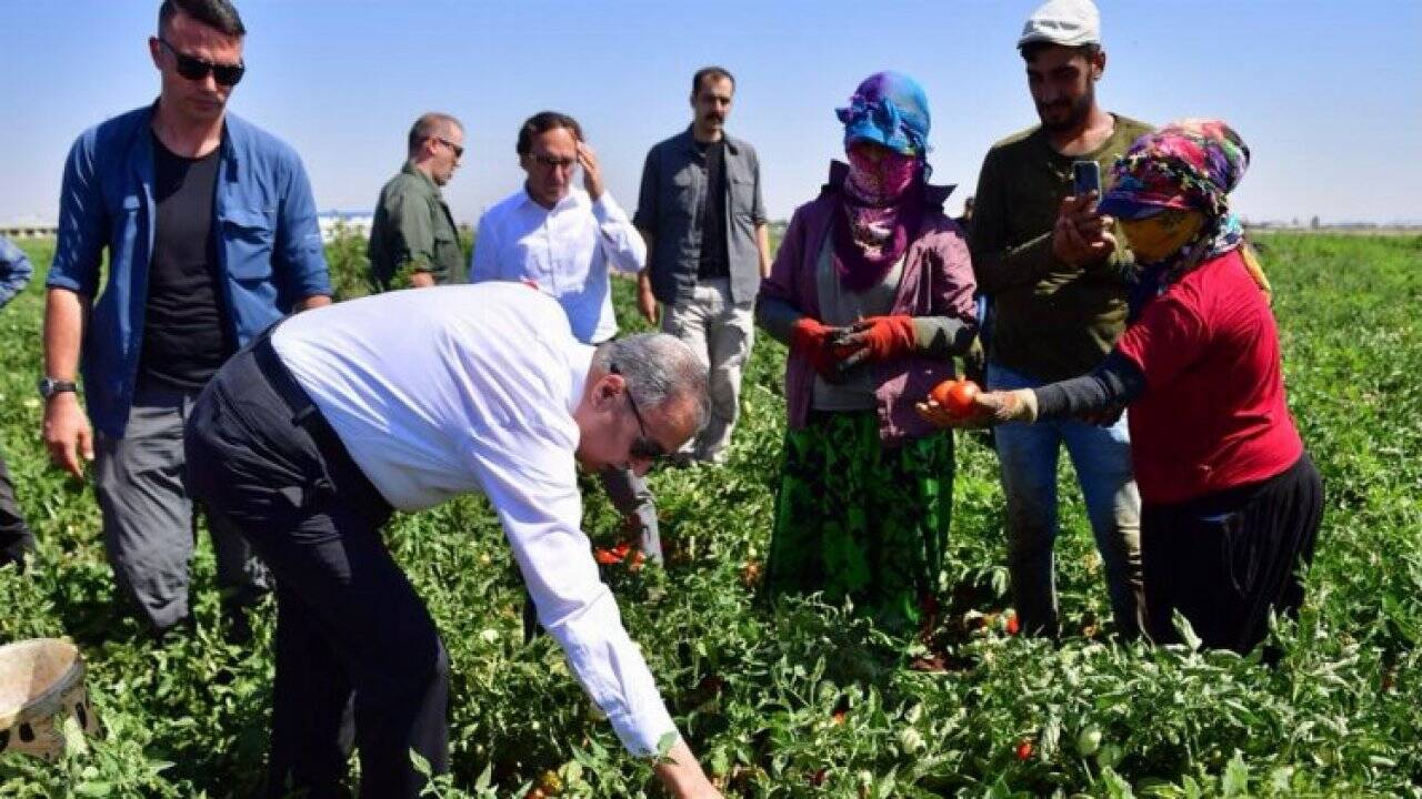 Diyarbakır'da domates hasadı