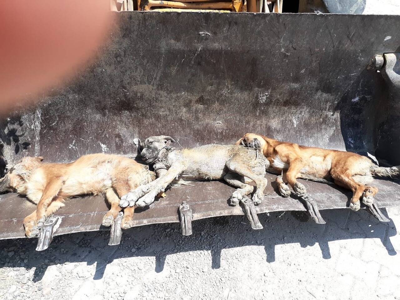 Hatay'da köpek katliamı var