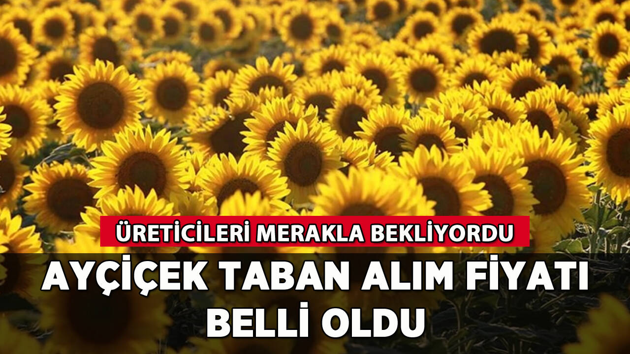 Ayçiçek taban alım fiyatı belli oldu