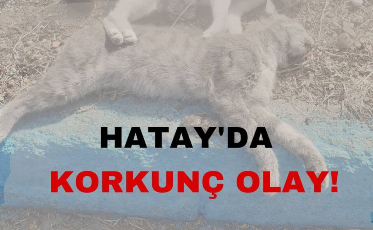 Hatay'da korkunç olay!