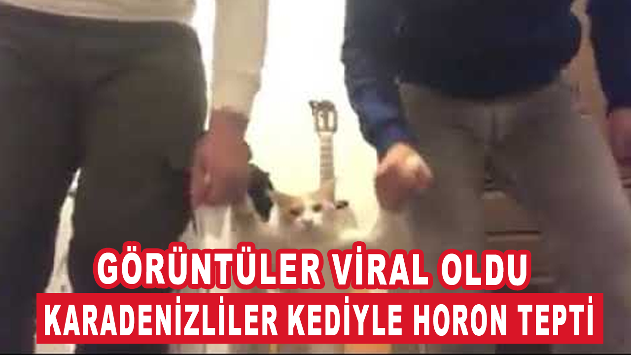 Karadenizliler kediyle horon tepti, görüntüler viral oldu