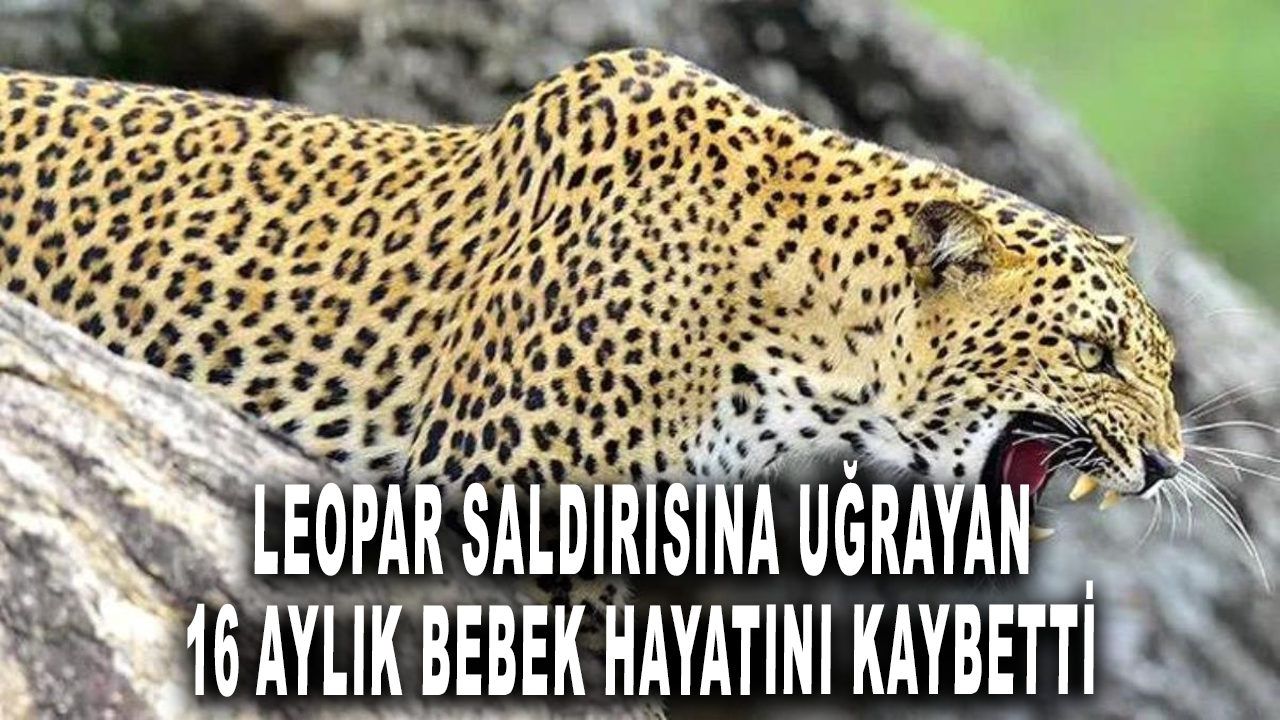 Leopar saldırısına uğrayan 16 aylık bebek hayatını kaybetti