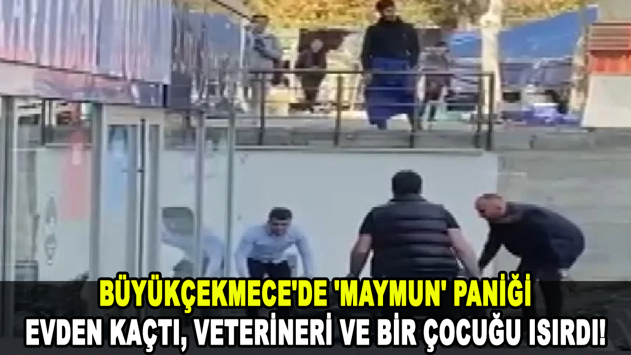 Büyükçekmece'de 'maymun' paniği: Evden kaçtı, veterineri ve bir çocuğu ısırdı!