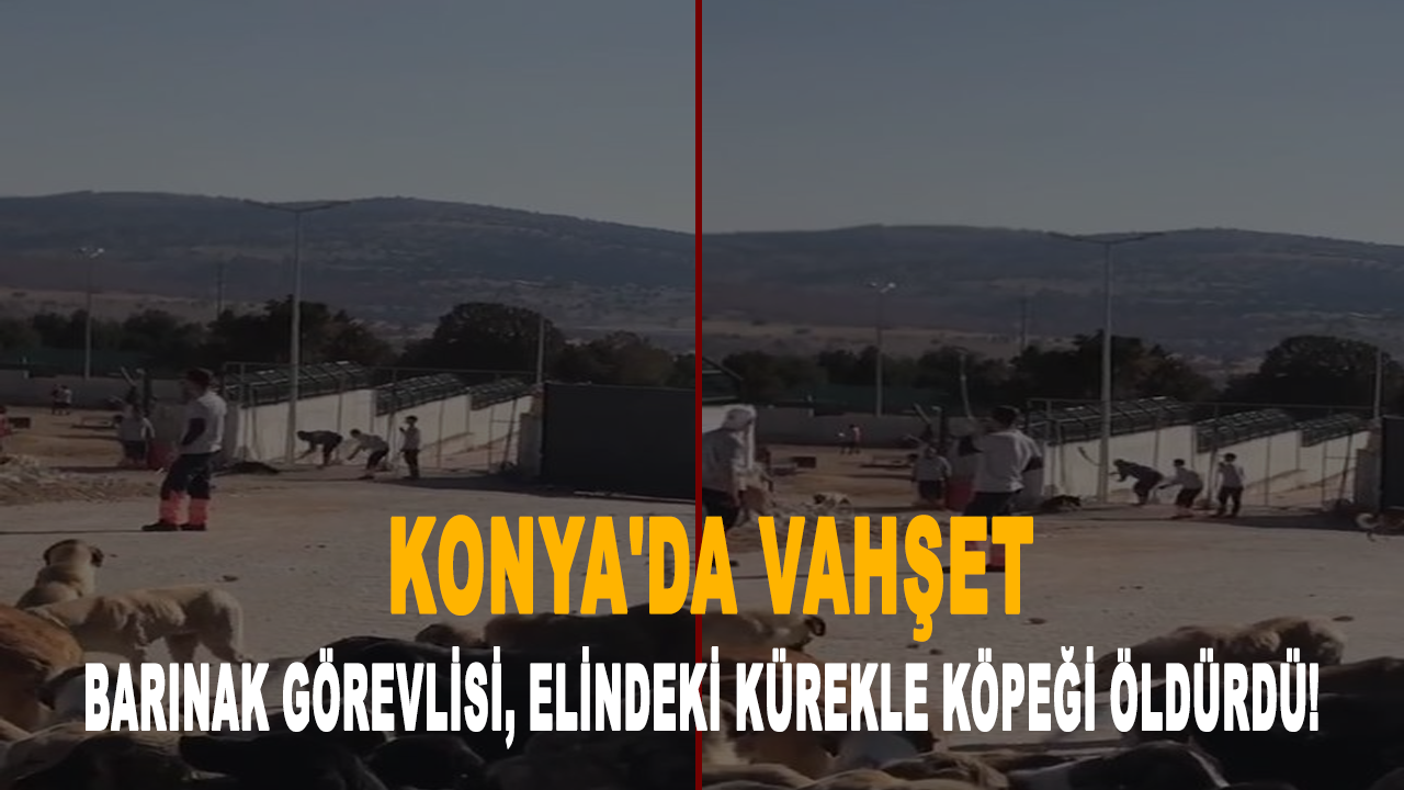 Konya'da vahşet: Barınak görevlisi, elindeki kürekle köpeği öldürdü!