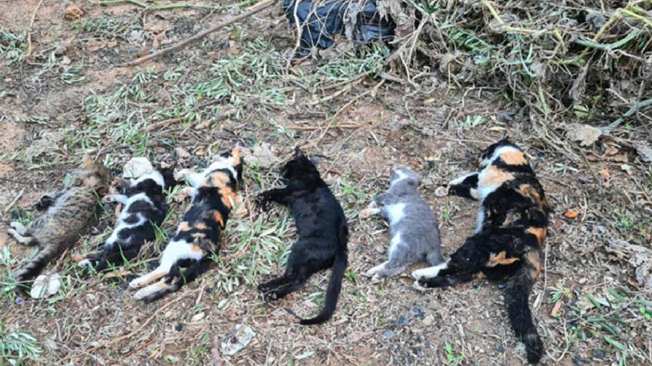 Ölüm sebebpleri bilinmeyen 15 kedi için araştırma başlatıldı