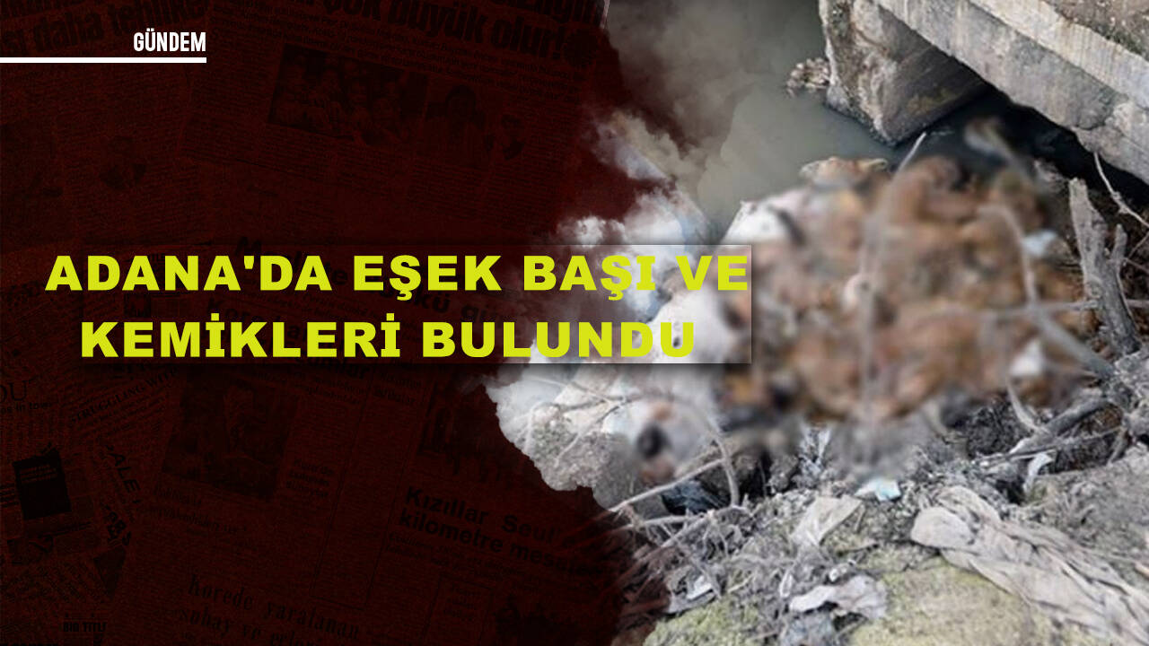 Adana'da eşek başı ve kemikleri bulundu