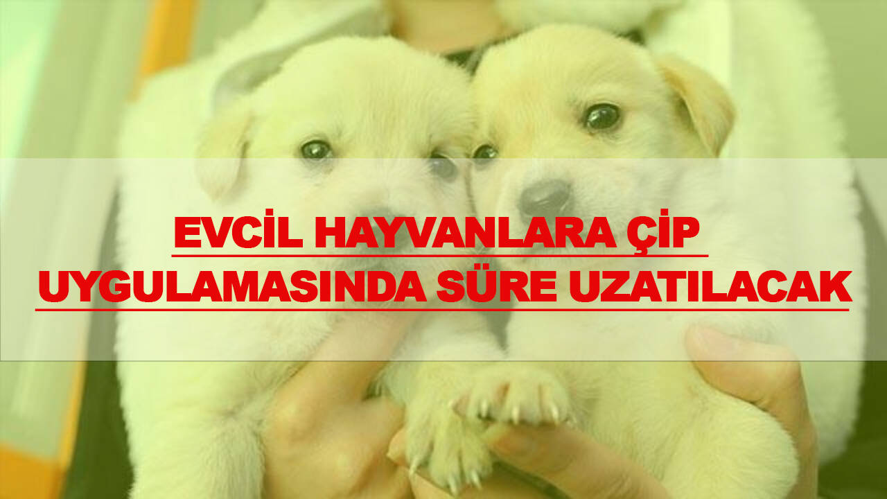 Evcil hayvanlara çip uygulamasında süre uzatılacak