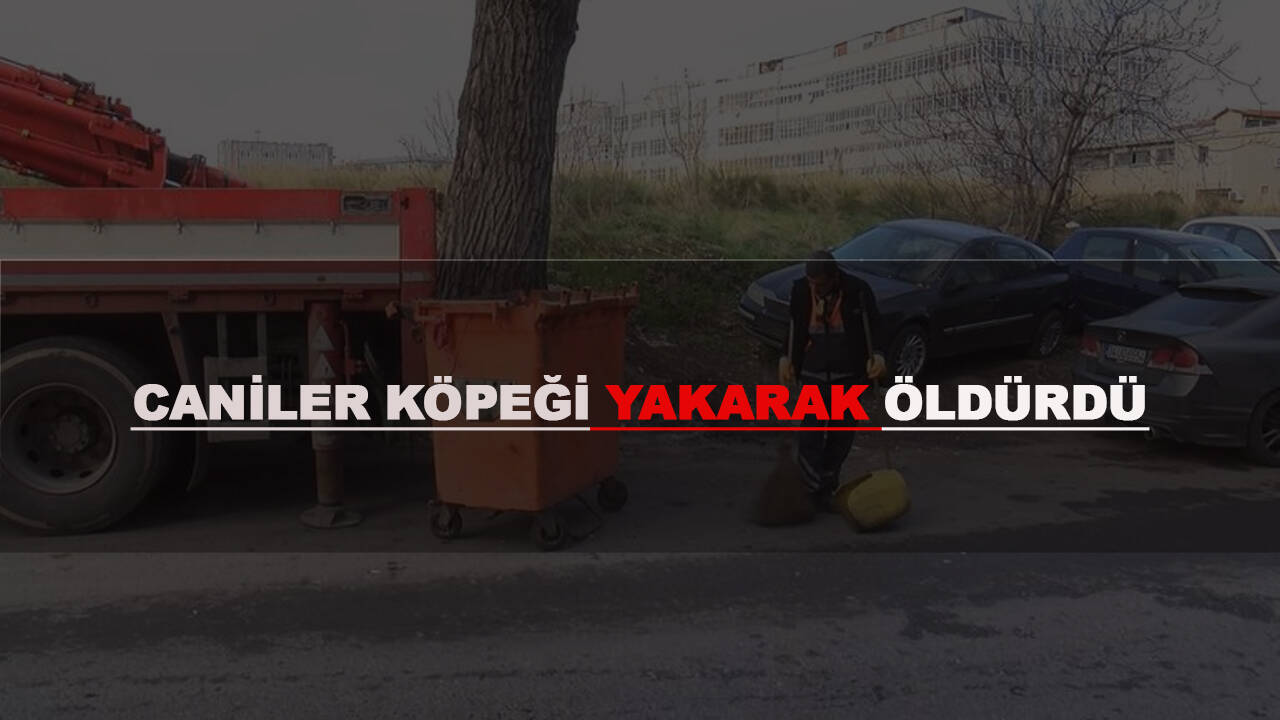 Zeytinburnu'nda dehşet: Köpeği yakarak öldürdüler