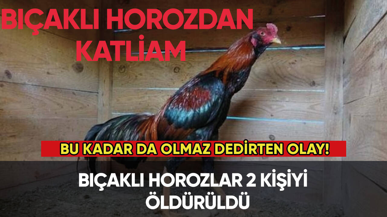 2 kişi, bıçaklı horozlar tarafından öldürüldü