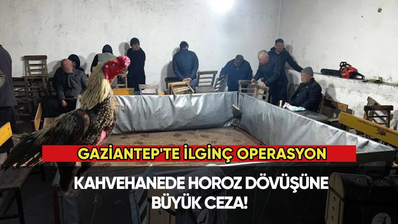 Gaziantep'te ilginç operasyon: Kahvehanede horoz dövüşüne ceza!