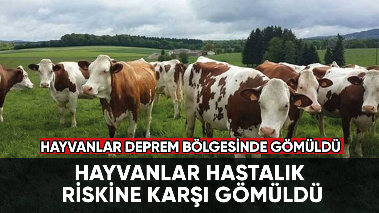 Hayvanlar hastalık riskine karşı gömüldü