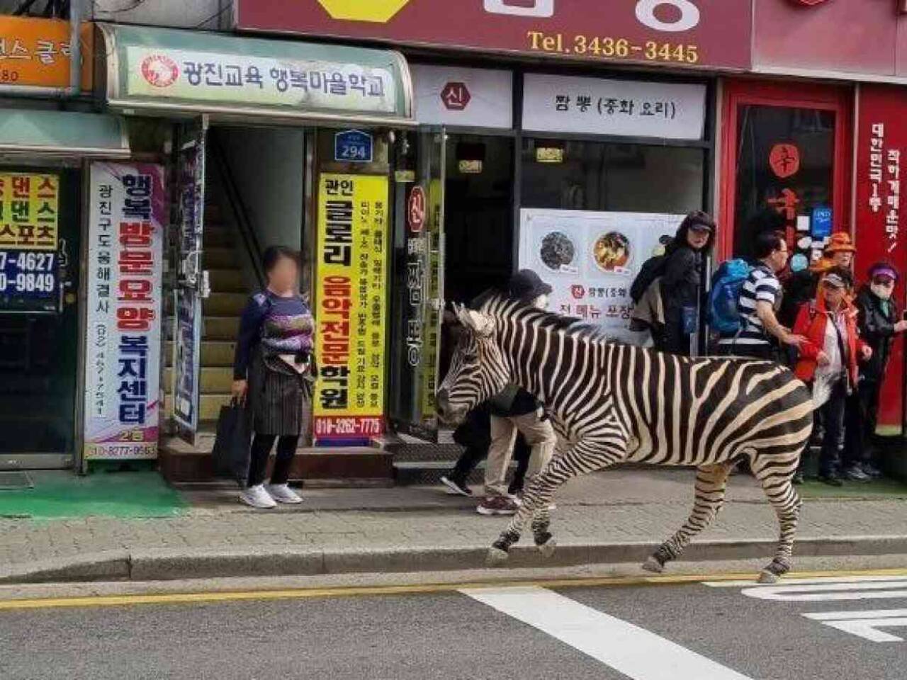 Hayvanat bahçesinden kaçan zebra saatlerce sokaklarda dolaştı