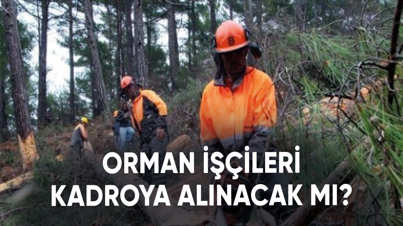 Orman işçileri kadroya alınacak mı?