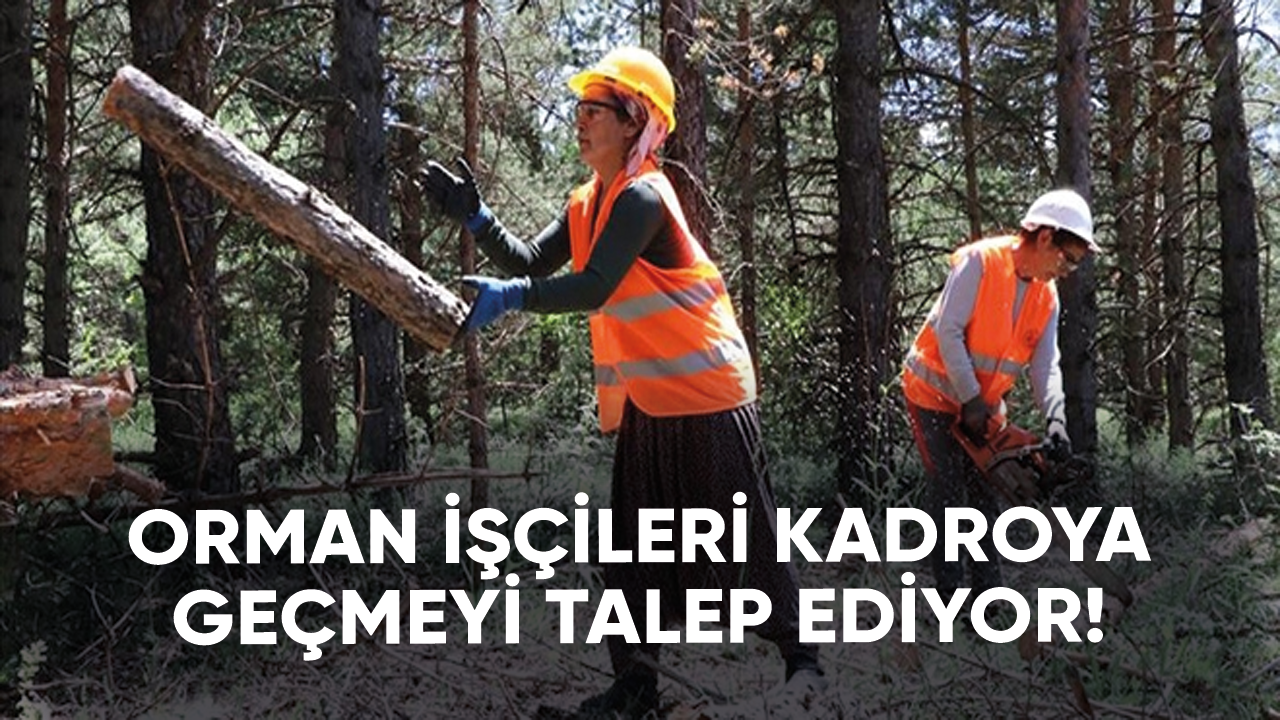 Orman işçileri kadroya geçmeyi talep ediyor!